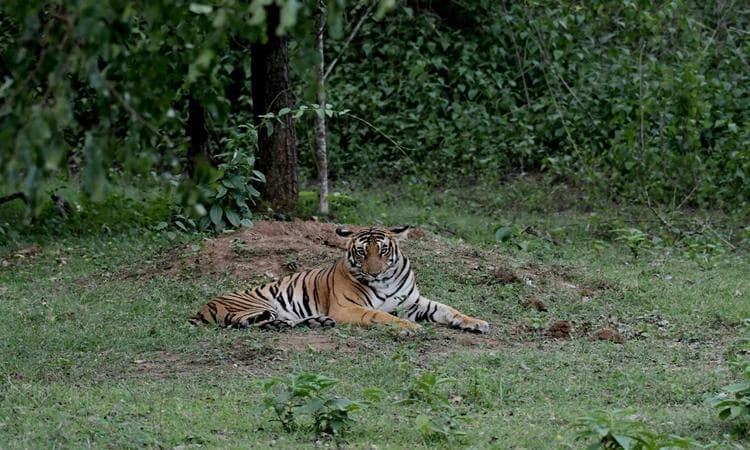 ಬಂಡೀಪುರ, ನಾಗರಹೊಳೆ ಸಫಾರಿಯತ್ತ ಮುಗಿಬಿದ್ದ ಪ್ರವಾಸಿಗರು