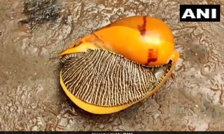 ಗೋದಾವರಿ ನದಿ ತೀರದಲ್ಲಿ ಬೃಹತ್ ಗಾತ್ರದ ಬಸವನ ಹುಳು ಪತ್ತೆ, ಇದರ ಬೆಲೆ ಎಷ್ಟು ಗೊತ್ತಾ?