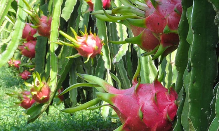 ದುಬೈ ಗೆ ಹಾರಿದ ಸಾಂಗ್ಲಿ ಜಿಲ್ಲೆಯ ತಡಾಸರ್ ರೈತರು ಬೆಳೆದ ಡ್ರ್ಯಾಗನ್ ಹಣ್ಣುಗಳು