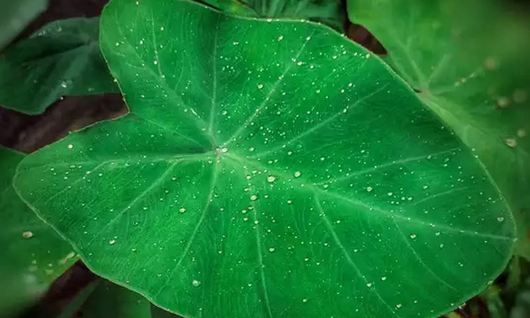 Taro: ಕೆಸುವೆಂದು ಕರುಬಬೇಡಿ