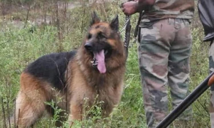 ಅರಣ್ಯ ಇಲಾಖೆಯ ಸ್ನೀಪರ್ ಡಾಗ್ &#8216;ರಾಣಾ&#8217; ನಿಧನ: ಸರಕಾರಿ ಗೌರವದೊಂದಿಗೆ ಅಂತ್ಯ ಸಂಸ್ಕಾರ