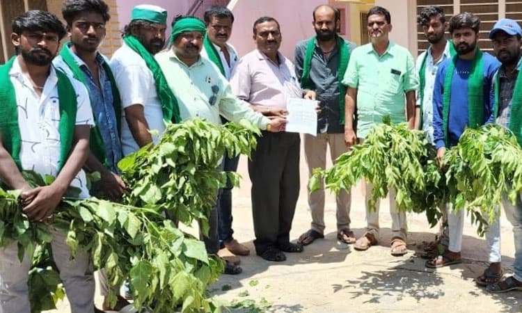 ನುಸಿ ರೋಗಕ್ಕೆ  ಗುಣಮಟ್ಟದ ಔಷಧ ವಿತರಿಸಿ