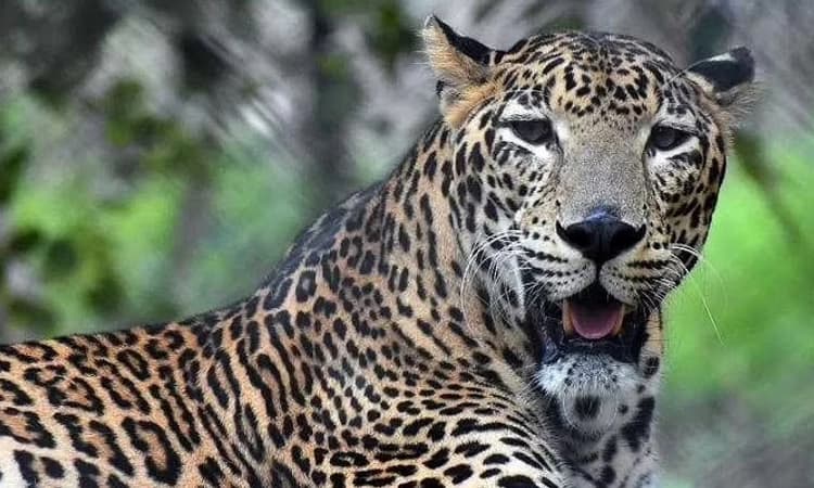 ಕೃಷ್ಣಾ ತೀರದಲ್ಲಿ ಮತ್ತೆ ಚಿರತೆ ಕಾಟ: ಮೇಕೆ ಹೊತ್ತು ಕಬ್ಬಿನ‌ ಗದ್ದೆಯಲ್ಲಿ ಮರೆಯಾದ ಚಿರತೆ