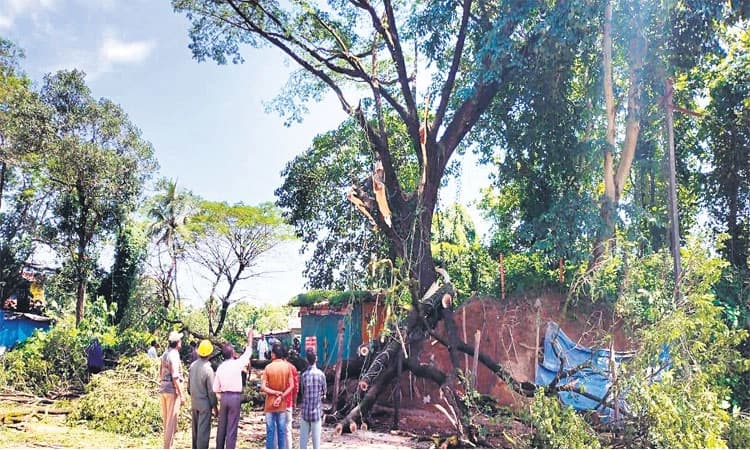 ಕಡಬ: ಅಪಾಯಕಾರಿ ಮರದ ರೆಂಬೆ ತೆರವು