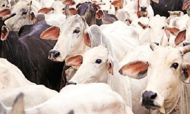 ಲೀಟರ್‌ ಗೋಮೂತ್ರಕ್ಕೆ 4 ರೂ! ಛತ್ತೀಸ್‌ಗಡ ಸರ್ಕಾರದಿಂದ ವಿನೂತನ ಯೋಜನೆ