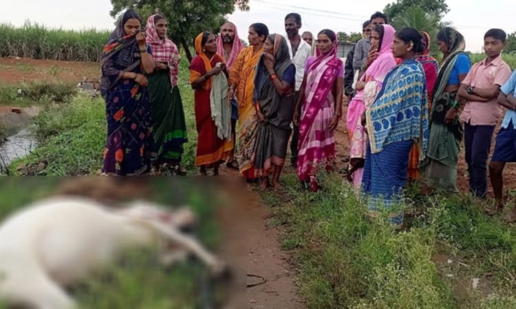 ಮುದ್ದೇಬಿಹಾಳ: ಸಿಡಿಲಿಗೆ ಜಾನುವಾರುಗಳು ಬಲಿ