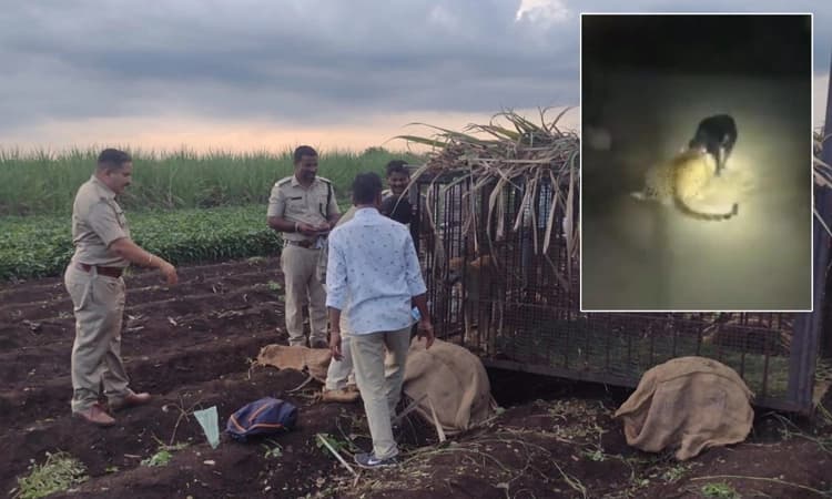ಯಡೂರ- ಚೆಂದೂರ ಭಾಗದಲ್ಲಿ ಚಿರತೆ ಪ್ರತ್ಯಕ್ಷ: ಅರಣ್ಯ ಇಲಾಖೆ ಕಾರ್ಯಾಚರಣೆ