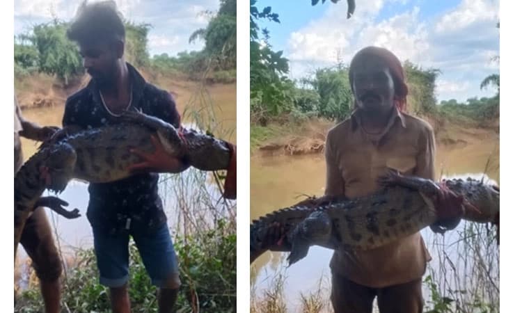 ಚಿಕ್ಕೋಡಿ: 6 ಅಡಿ ಜೀವಂತ ಮೊಸಳೆ ಸೆರೆ ಹಿಡಿದು ಗ್ರಾಮಕ್ಕೆ ಹೊತ್ತು ತಂದ ಯುವಕರ ಗುಂಪು