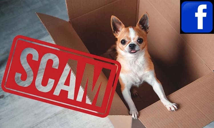 ಫೇಸ್‌ಬುಕ್‌ನಲ್ಲಿ ನಾಯಿ ಖರೀದಿಸಲು ಹೋಗಿ ಹಣ ಕಳೆದುಕೊಂಡ ಯುವಕ  