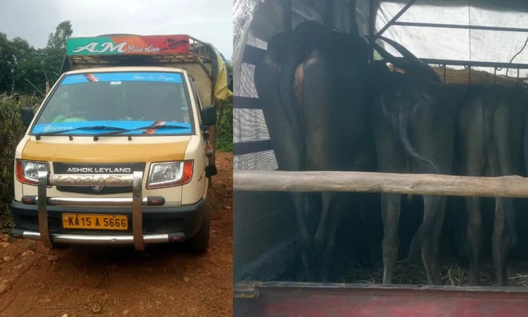ಸೊರಬ : ವಾಹನದಲ್ಲಿ ಅಕ್ರಮವಾಗಿ ಸಾಗಿಸುತ್ತಿದ್ದ ಗೋವುಗಳ ರಕ್ಷಣೆ