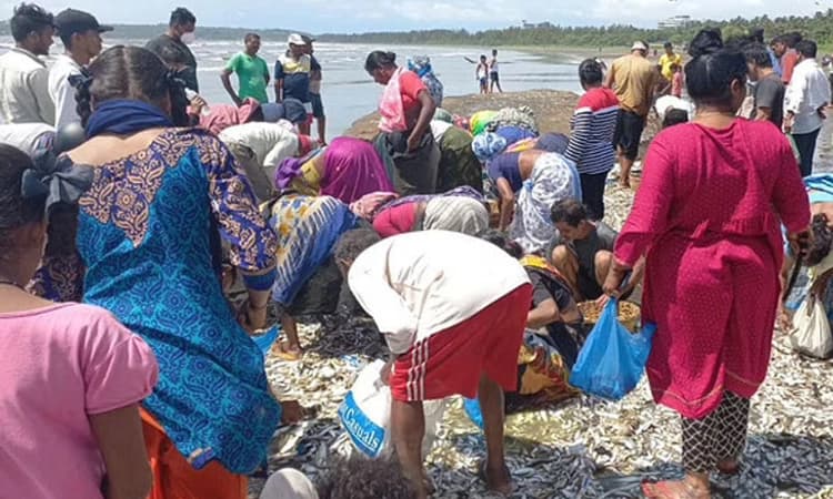 ಗೋವಾದಲ್ಲಿ “ಬಂಪರ್ ಕ್ಯಾಚ್” : ಮೀನುಗಾರಿಕೆ ಪುನರಾರಂಭ