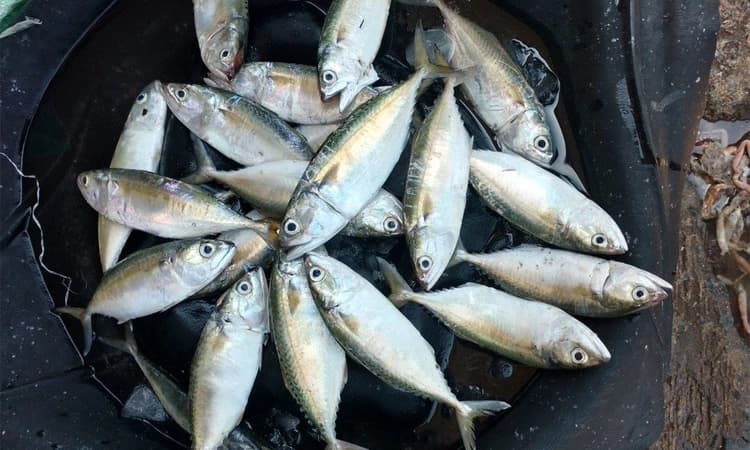 ಮಂಗಳೂರು:  ಆ. 1ರಿಂದ ಮೀನುಗಾರಿಕೆ; ಉತ್ತಮ ಋತುವಿನ ನಿರೀಕ್ಷೆ