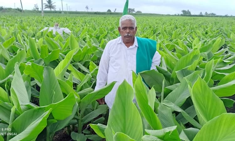 40 ದಿನಗಳಲ್ಲಿ ದಾಖಲೆಯ 4 ಅಡಿ ಎತ್ತರದ ಅರಿಶಿನ : ಎಕರೆಗೆ 50 ಕ್ವಿಂಟಲ್ ಬೆಳೆ ನಿರೀಕ್ಷೆ