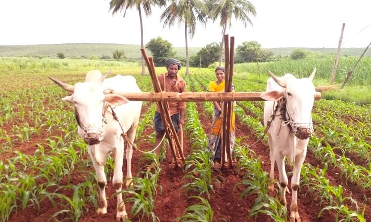 ಕುಳಗೇರಿ ಕ್ರಾಸ್ : ಬಿಡುವು ಕೊಟ್ಟ ಮಳೆರಾಯ; ಜೋರಾಯಿತು ಕೃಷಿ ಚಟುವಟಿಕೆ