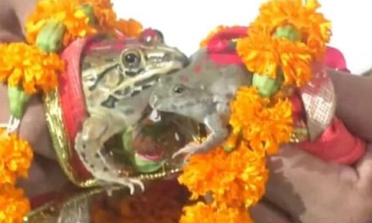 ಒಂದೆಡೆ ನೆರೆ; ಮಳೆಗಾಗಿ ನಡೆಯಿತು ಕಪ್ಪೆಗಳ ಮದುವೆ!