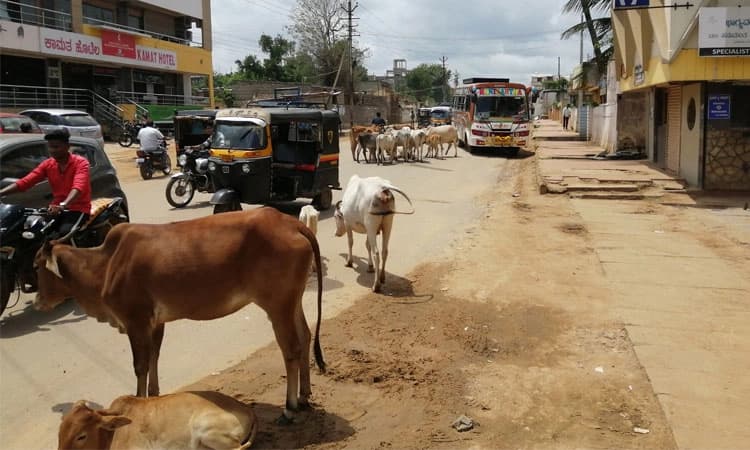 ಸಾಕಪ್ಪಾ ಸಾಕು ಈ ಬಿಡಾಡಿ ದನಗಳ ಕಾಟ: ಸಂಚಾರಕ್ಕೆ ಸಂಚಕಾರ