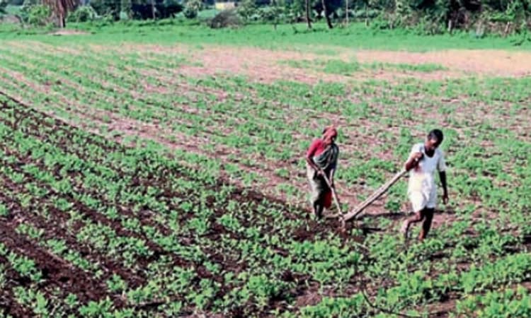ಮಳೆ; ಮುಂಗಾರು ಬೆಳೆಗೆ ಜೀವ ಕಳೆ