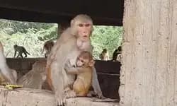 3 ಅಂತಸ್ತಿನ ಮನೆಯ ಮೇಲಿಂದ 4 ತಿಂಗಳ ಮಗುವನ್ನು ಎಸೆದ ಕಪಿಗಳು, ಪುಟ್ಟ ಹಸುಳೆ ಸಾವು!