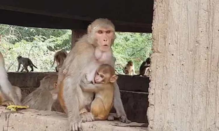 3 ಅಂತಸ್ತಿನ ಮನೆಯ ಮೇಲಿಂದ 4 ತಿಂಗಳ ಮಗುವನ್ನು ಎಸೆದ ಕಪಿಗಳು, ಪುಟ್ಟ ಹಸುಳೆ ಸಾವು!