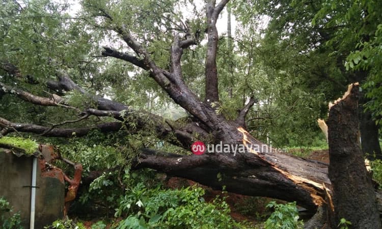 ಸೊರಬ: ಮನೆ ಮೇಲೆ ಬಿದ್ದ ಮರಗಳು; ತಾಯಿ- ಮಗನಿಗೆ ಗಂಭೀರ ಗಾಯ