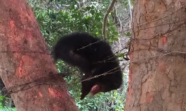 ಹಲಸಿನ ಮರದ ಮುಳ್ಳುತಂತಿಯಲ್ಲಿ ಸಿಲುಕಿ ಮರಿ ಕರಡಿ ಚೀರಾಟ; ರಕ್ಷಣೆ