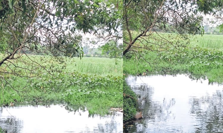 Beejadi ಪಡು ಕೊಳ: ಈ ಬಾರಿ ಹೂಳೆತ್ತುವರೇ?