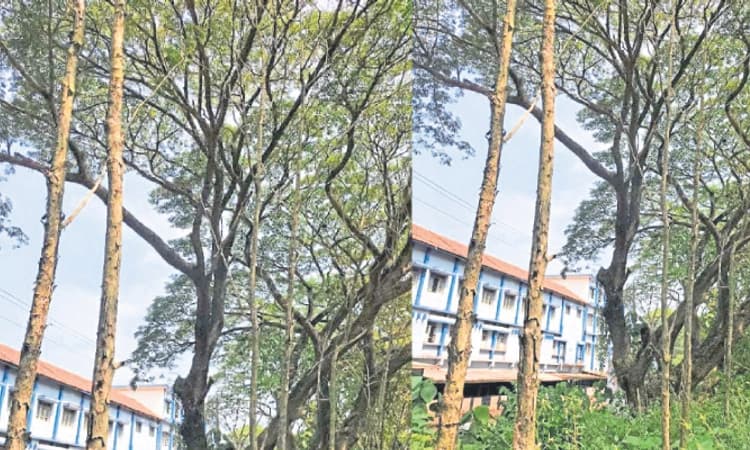 Mudbidri: ಸ್ಥಳಾಂತರಿಸಿದ ಸಾಗುವಾನಿ ಮರಗಳ ಅವಸಾನ