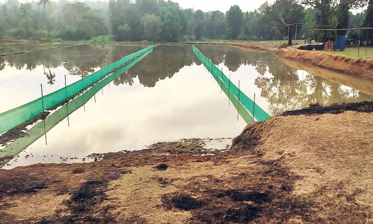 Kambala Kalarava: ಇತಿಹಾಸ ಪ್ರಸಿದ್ಧವಾದ ಹಂದಾಡಿ ಕಂಬಳ ಬಗ್ಗೆ ಗೊತ್ತಾ?