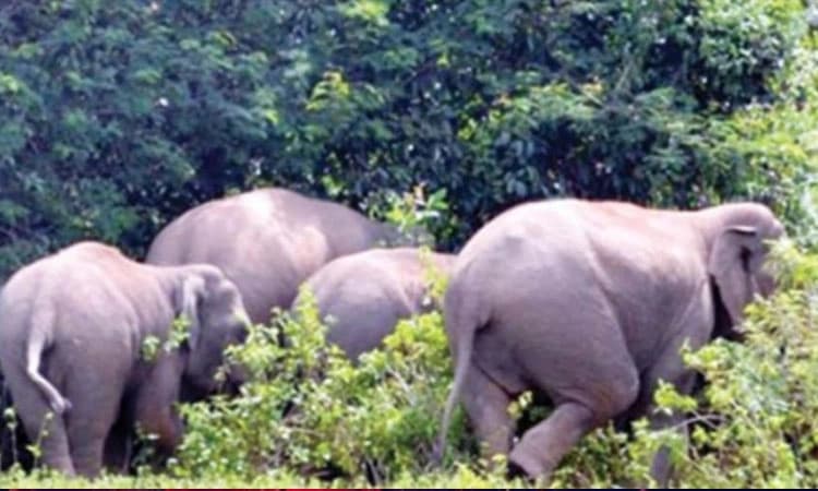 Anandapura: ಕೆಲ ಗ್ರಾಮಗಳಲ್ಲಿ ಆನೆ ಓಡಾಟ; ಗ್ರಾಮಸ್ಥರು ಎಚ್ಚರಿಕೆಯಿಂದಿರಲು ಇಲಾಖೆ ಮನವಿ