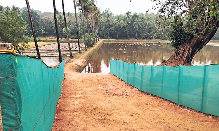 Siddapura: ಅಳುಪರ ಕಾಲದ ಕಡ್ರಿದೊಡ್ಮನೆ ಕಂಬಳ