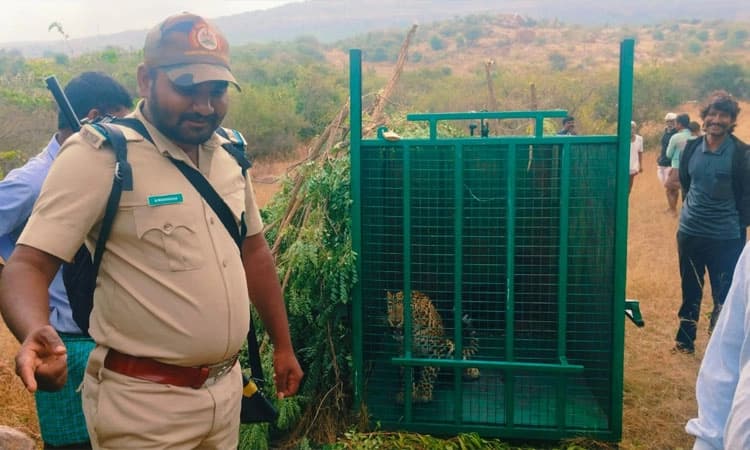 Gadaga: ವದೆಗೋಳ ಗುಡ್ಡದಲ್ಲಿ ಬೋನಿಗೆ ಬಿದ್ದ ಚಿರತೆ