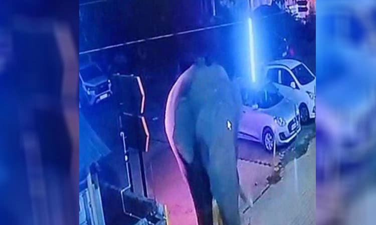 Kukke Shree Subrahmanya Temple: ದೇಗುಲ ಸಮೀಪ ಕಾಡಾನೆ ಸಂಚಾರ