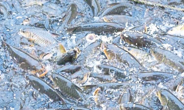 Subrahmanya: ಕುಕ್ಕೆ ಜಾತ್ರೆ ನೋಡಲು ಬರುತ್ತವೆ ದೇವರ ಮೀನುಗಳು!