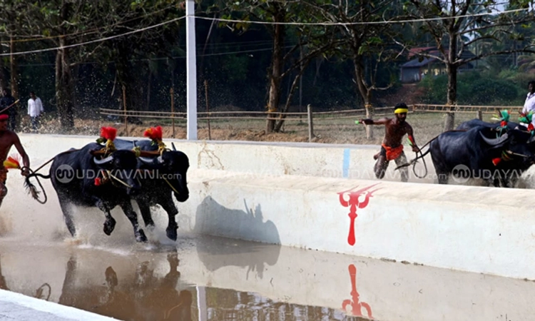 Kambala: ಶಿರ್ವ ನಡಿಬೆಟ್ಟು ಸಾಂಪ್ರದಾಯಿಕ ಜೋಡುಕರೆ ಕಂಬಳ ಸಂಪನ್ನ