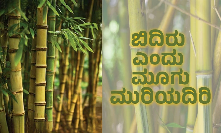 Bamboo: ಬಿದಿರು ಎಂದು ಮೂಗು ಮುರಿಯದಿರಿ
