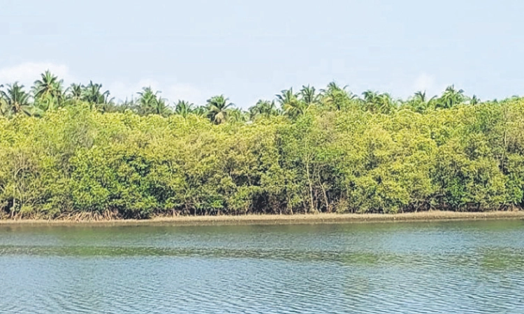 Mangaluru: ಕಾಂಡ್ಲಾವನ ಮರೆತ ಸರಕಾರ!; ಅನುದಾನ ಬಾರದೆ ಯೋಜನೆ ಬಾಕಿ