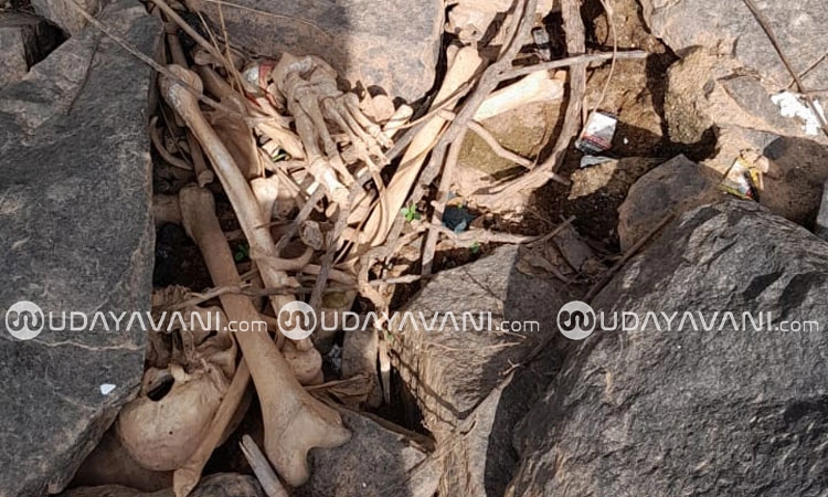 Thirthahalli: ತುಂಗಾ ಕಮಾನು ಸೇತುವೆ ಕೆಳಗೆ ಅಸ್ತಿ ಪಂಜರ ಪತ್ತೆ