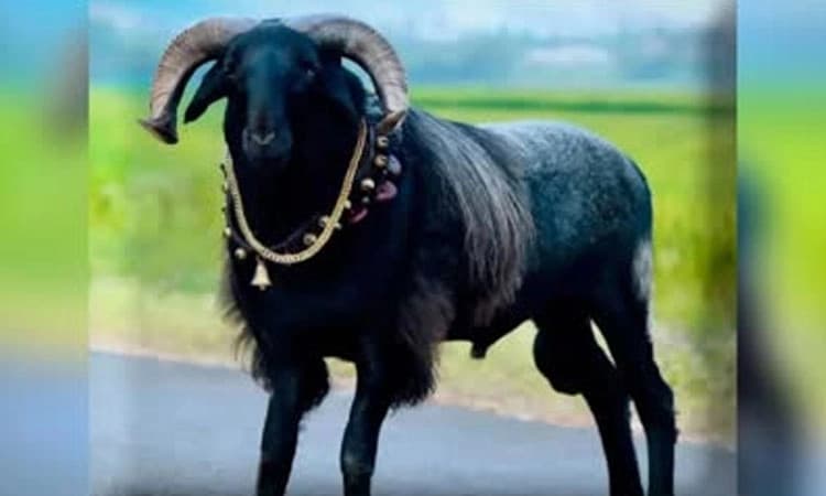 Davanagere: ʼಸೋಲಿಲ್ಲದ ಸರದಾರʼ ಎನಿಸಿದ್ದ ʼಬೆಳ್ಳೂಡಿ ಕಾಳಿʼ ಟಗರು ಅನಾರೋಗ್ಯದಿಂದ ನಿಧನ