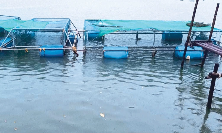 Fish Farming: ಲಾಭದಾಯಕ ಪಂಜರ ಮೀನು ಕೃಷಿ ಯೋಜನೆಯೇ ಸ್ತಬ್ಧ