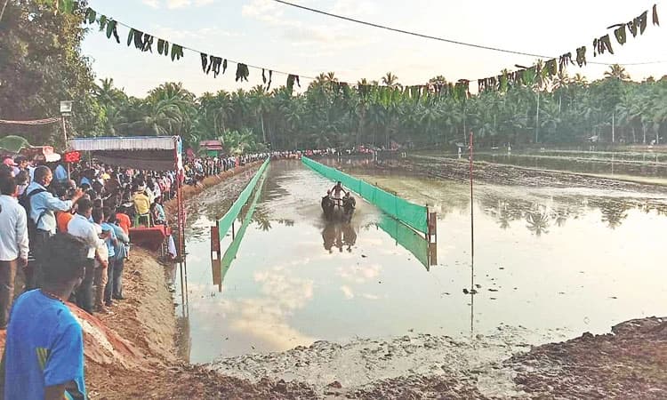 Kambala: ಆರು ಶತಮಾನಗಳ ಇತಿಹಾಸ ಹೊಂದಿರುವ ಬಾರ್ಕೂರು ಕಂಬಳ