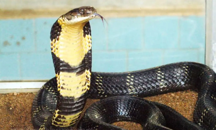 Snake; ಕಾಳಿಂಗದ ವೈಜ್ಞಾನಿಕ ಹೆಸರು ‘ಓಫಿಯೋಫೆಗಸ್‌ ಕಾಳಿಂಗ’:ಅಧಿಕೃತವಾಗಿ ಘೋಷಣೆ