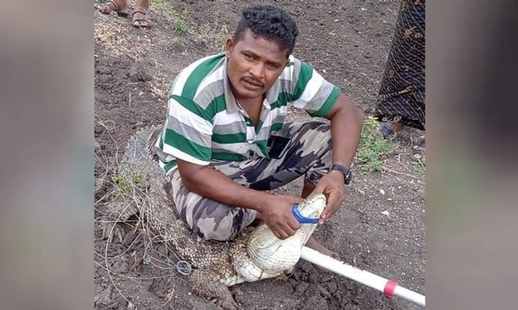 Crocodile: ನಿಟ್ಟೂರಲ್ಲಿ ಕಾಣಿಸಿಕೊಂಡ ಮೊಸಳೆ ಸೆರೆ… ನಿಟ್ಟುಸಿರು ಬಿಟ್ಟ ಗ್ರಾಮಸ್ಥರು