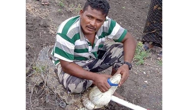 Siruguppa: ನಿಟ್ಟೂರಲ್ಲಿ ಕಾಣಿಸಿಕೊಂಡ ಮೊಸಳೆ ಸೆರೆ