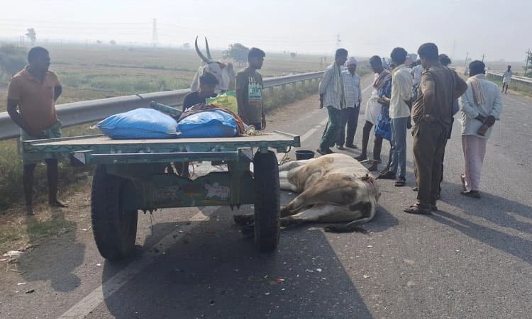 Siruguppa: ಜೋಡೆತ್ತಿನ ಬಂಡಿಗೆ ಡಿಕ್ಕಿ ಹೊಡೆದ ಬಸ್‌; ಎತ್ತು ಸಾವು