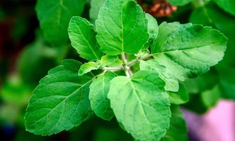 Tulsi Health Benefits: ತುಳಸಿ ಗಿಡದ ಔಷಧೀಯ ಗುಣಗಳ ಮಾಹಿತಿ ಇಲ್ಲಿವೆ…