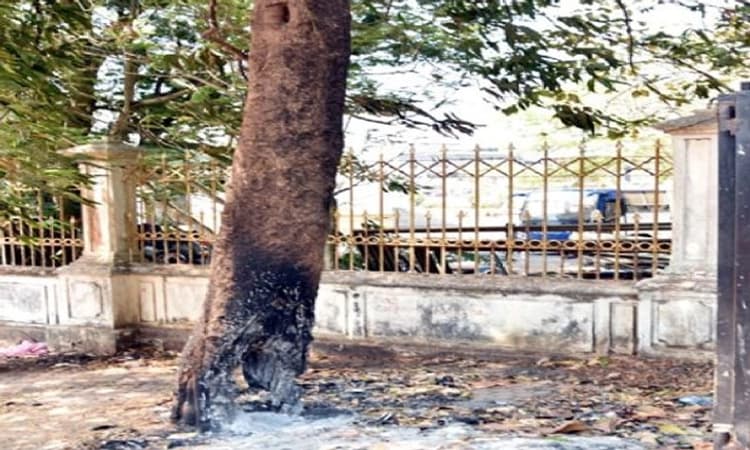 ಮಂಗಳೂರು: ರಸ್ತೆ ಬದಿಯಲ್ಲಿರುವ ಮರಕ್ಕೆ ಬೆಂಕಿ ಇಟ್ಟ ದುಷ್ಕರ್ಮಿಗಳು