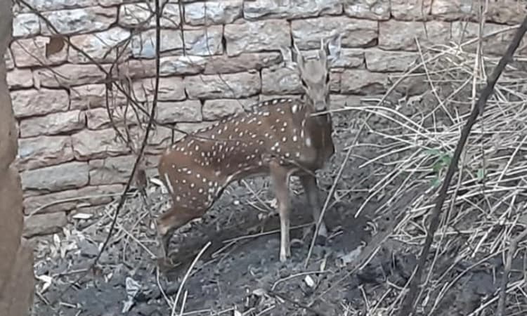 ಚಿಕ್ಕಬಳ್ಳಾಪುರ: ಬಾವಿಗೆ ಬಿದ್ದಿದ್ದ ಜಿಂಕೆ ಸುರಕ್ಷಿತವಾಗಿ ಅರಣ್ಯಕ್ಕೆ