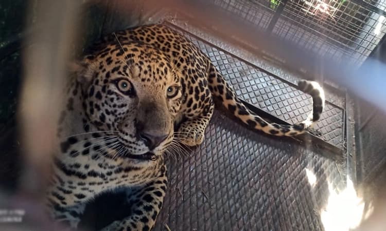 ನೆಲಮಂಗಲ : ಗ್ರಾಮದ ಜನರ ನಿದ್ದೆಗೆಡಿಸಿದ್ದ ಚಿರತೆ ಕೊನೆಗೂ ಸೆರೆ