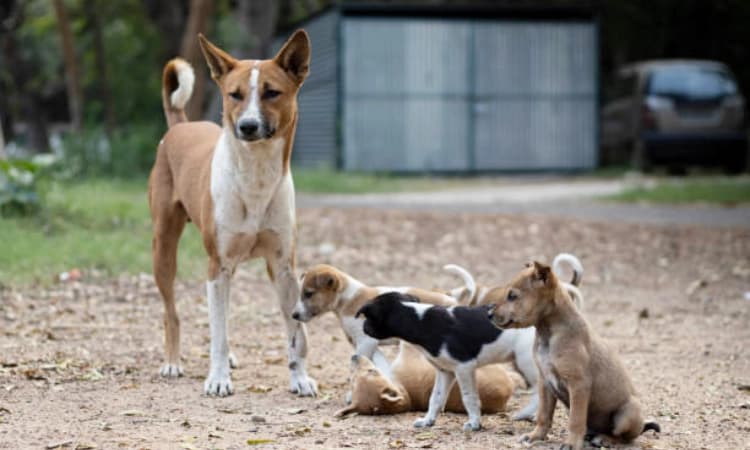 401 ಬೀದಿ ನಾಯಿಗಳಿಗೆ ಲಸಿಕೆ, 383ಕ್ಕೆ ಸಂತಾನ ಶಕ್ತಿ ಹರಣ