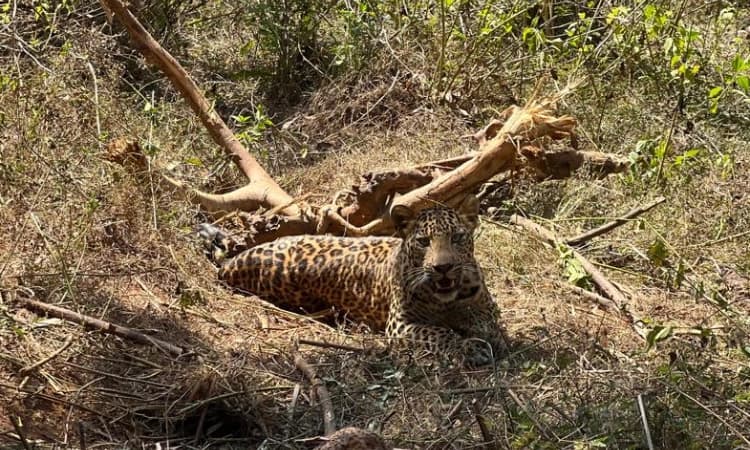 ಬೆಳೆ ರಕ್ಷಣೆಗೆ ಹಾಕಿದ್ದ ತಂತಿಗೆ ಸಿಲುಕಿ ಒದ್ದಾಡಿದ ಚಿರತೆ : ಅರಣ್ಯ ಅಧಿಕಾರಿಗಳಿಂದ ರಕ್ಷಣೆ